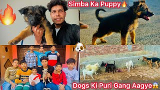 Rock Or Simba K Puppy Se Milne Gye🐶Dil Khush Hogya Dekh Kar😍 Dogs Ki Pure Gang Aagye😱 [upl. by Alexei748]