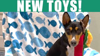 Basenjis Get More New Toys nocciola [upl. by Trini205]