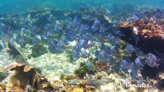 SNORKELING 8 PART 1  STARFISH JIBACOA VILLA TROPICO  CUBA [upl. by Ulrica]