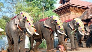 Caparisoned Indian Elephants  Peroor Karinallor Bhagavathy Temple Kerala  India [upl. by Adnof]