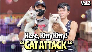 Here Kitty Kitty  CAT ATTACK vol2  Arranque Pet Market  Sept 07 2023 [upl. by Oys]