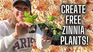 Propagating Zinnias  Rooted Plants in 3 Weeks How to Propagate Zinnia Flowers from Side Shoots [upl. by Yhtamit]