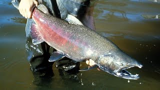 Facts The Chinook Salmon [upl. by Gunthar]