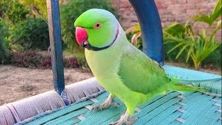 My Talking Indian Ringneck Parrot [upl. by Viehmann249]