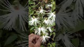 Habenaria medusa in habitat anggrek tanah yg unik [upl. by Ayikaz472]