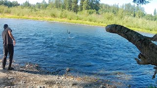 Cowlitz river summer Steelhead  Barrier dam hatchery 2023 [upl. by Chap]