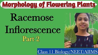 Racemose Inflorescence Part2  Ch5 Morphology of Flowering Plants  Class 11  NEET  AIIMS [upl. by Karlotte]