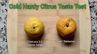 Cold Hardy Citrus Taste Test 🍊❄️ Owari Satsuma and Ten Degree TangerineClemyuz 22 [upl. by Milstone35]