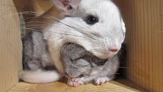 This Touching Chinchilla Video Will Make You Cry for Mom [upl. by Ellerret646]