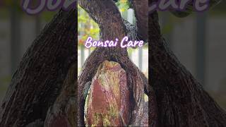 Care Bonsai tree [upl. by Manley]