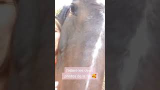 🥰🥰 cheval horse equitation animal horseriding [upl. by Lias417]