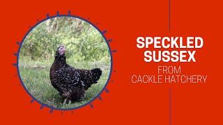 Speckled Sussex Chicken Breed Breeder Flock  Cackle Hatchery [upl. by Tenney544]