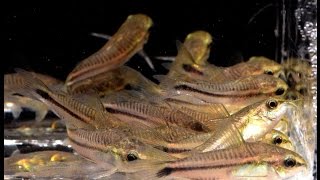 Corydoras pygmaeus The Pygmy Cory Species Spotlight [upl. by Lowrie269]