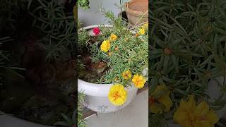 Kitchen waste me grow kiyagardening shrihari newvideo trendingshorts gardening [upl. by Tingley]