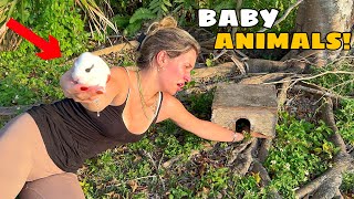 PULLING BABY ANIMALS OUT OF NEST WHAT IS IT [upl. by Eniretak548]