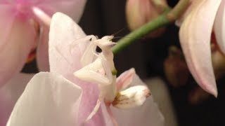 Orchid Mantis  Hymenopus Coronatus [upl. by Aneeb]