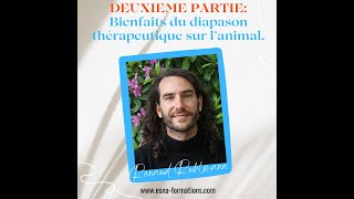 Interview  Partie II  Renaud Ruhlmann  Les bienfaits du diapason sur les animaux [upl. by Naujat]