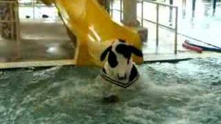 Cow on water slide video [upl. by Aneert935]