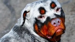 15 STRANGEST Animal Markings [upl. by Oiramrej]