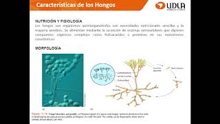 MicrobiologiaDiversidad microbiana II UDLA 2017 [upl. by Stagg]