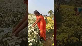 Chaamanthi thota  beautiful flowers  pula thota [upl. by Filmore745]