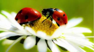 What the Ladybug Heard  Animated Film  What The Ladybird Heard [upl. by Sidonia]