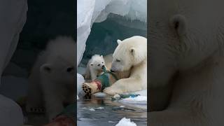 A little polar bear pleads with a sailor to rescue his injured mother trapped in a fishing net [upl. by Roswell]