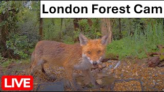 LIVE  London UK Forest wildlife cam  Foxes hedgehogs squirrels deer and many more [upl. by Aiyekal]