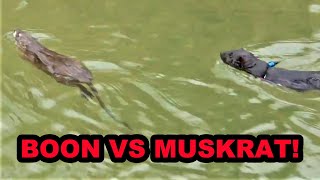 Boon the Muskrat Slaying MASTER [upl. by Wandis]