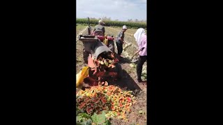 The melon harvest and packing were very satisfying [upl. by Ardra]