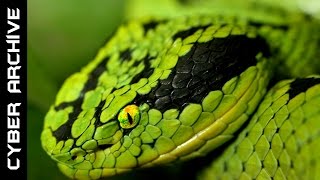 15 Most Venomous Snakes in the World [upl. by Odnamla97]