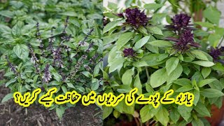 How to take care basil Niazbo plant in winter season  Tulsi plant care tips [upl. by Valenba488]