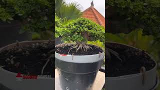 🔴Bonsai Sancang Mame UNDER 15 Cm  Mr Agung Adi Space Bonsai [upl. by Omrelliug556]