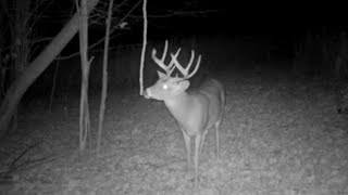 Advanced Whitetail Rut Hunting and Habitat Strategies [upl. by Linis]