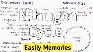 Nitrogen Cycle  Ammonification  Nitrification [upl. by Henke]