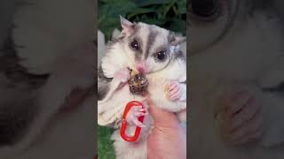 Cute Tiny Sugar Glider So Adorable 🥰 [upl. by Pandich563]