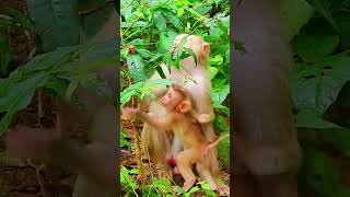 Smartest amp Cutest Baby Monkey Watch How Baby Reactions When Mama Left Him A Lone cue life [upl. by Dyann]