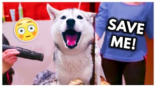 Dramatic Husky has MELTDOWN at Groomers headphone warning [upl. by Ahsekar]