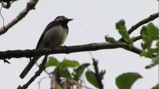 Pied Wagtail HD [upl. by Mirelle577]