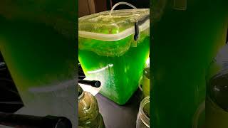 Algae project progress and harvesting biofuels sustainability experiment science microalgae [upl. by Ladnik]