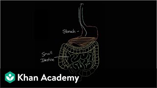 What is gastroenteritis  Gastrointestinal system diseases  NCLEXRN  Khan Academy [upl. by Diogenes]