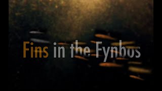 Fins in the Fynbos the hidden struggle of South Africas freshwater fish [upl. by Erina]