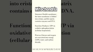 Mitochondria function and structure  why it is called powerhouse of cell Function and structure [upl. by Davis712]