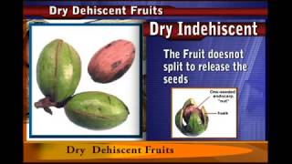 Dry DEHISCENT fruit [upl. by Alorac]