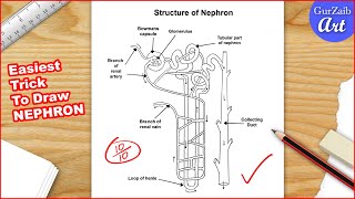 Nephron diagram drawing CBSE  easy way  draw structure of nephron  Step by step [upl. by Nauqel518]