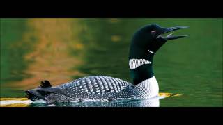 Loon Call Ringtone  Ringtones for Android  SFX [upl. by Ennovihc32]