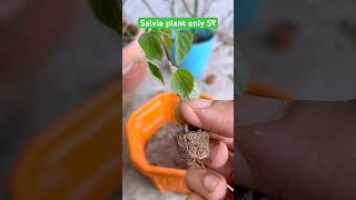 5₹ only salvia babyplant salvia flowers ytshort garden gardening plants plantation marrygols [upl. by Anu498]