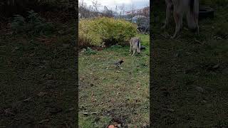 Finnigans daily breakfast with Buddy Magpie [upl. by Zehcnas]