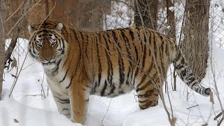 Rettet die Amurtiger Russischer Tierpark feiert Nachwuchs [upl. by Betteanne833]