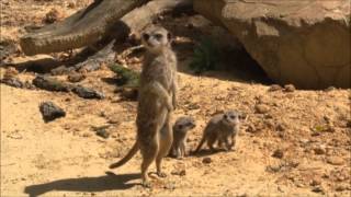 Le suricate Suricata suricatta [upl. by Mansur]